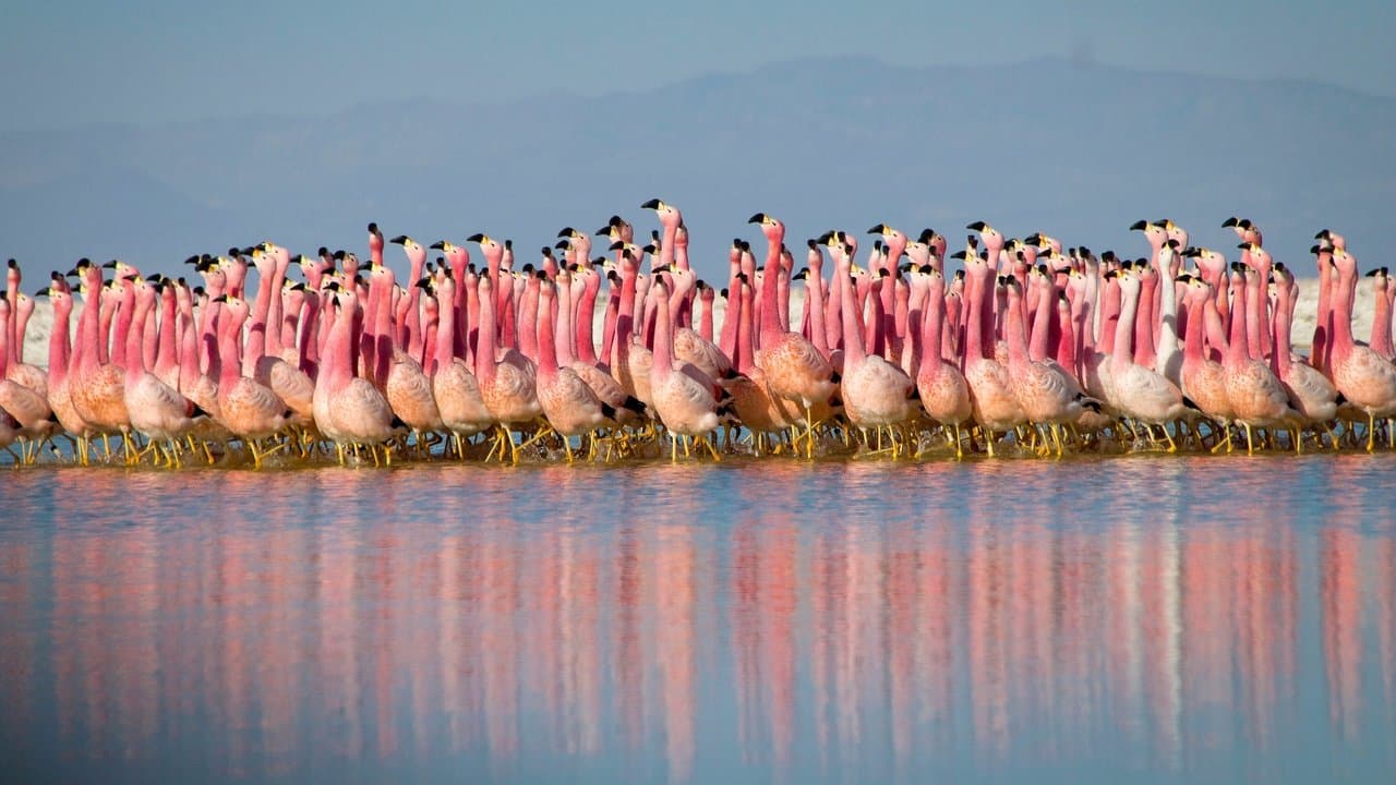 Planet Earth II — backdrops 1