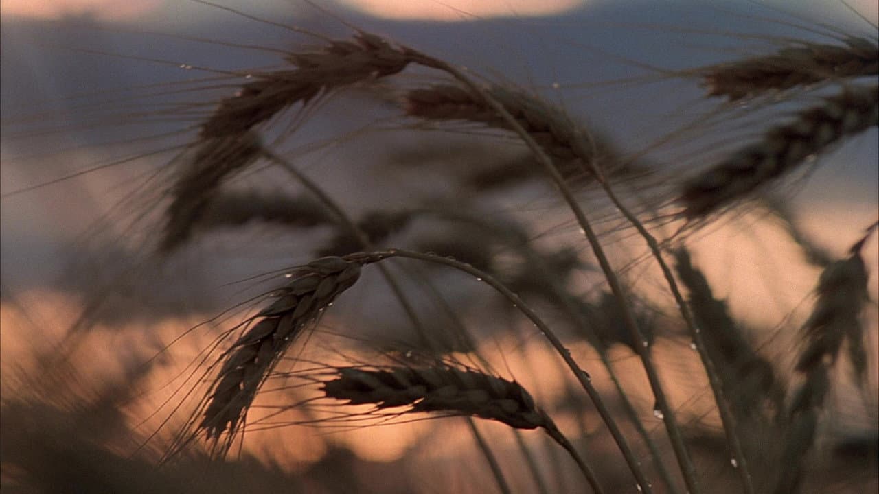 Days of Heaven — backdrops 2