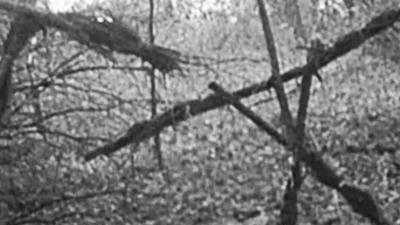 The Blair Witch Project — backdrops 1
