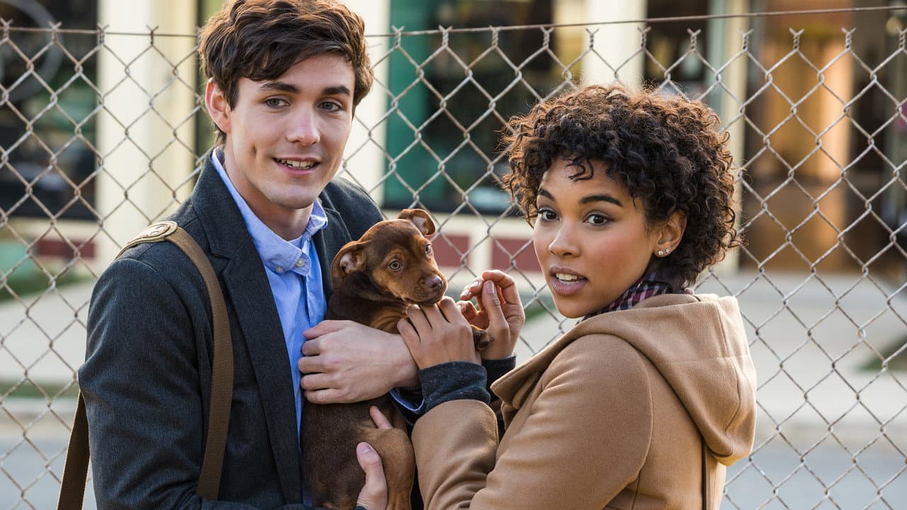 A Dog's Way Home — backdrops 4