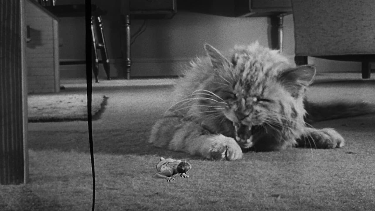 The Incredible Shrinking Man — backdrops 4