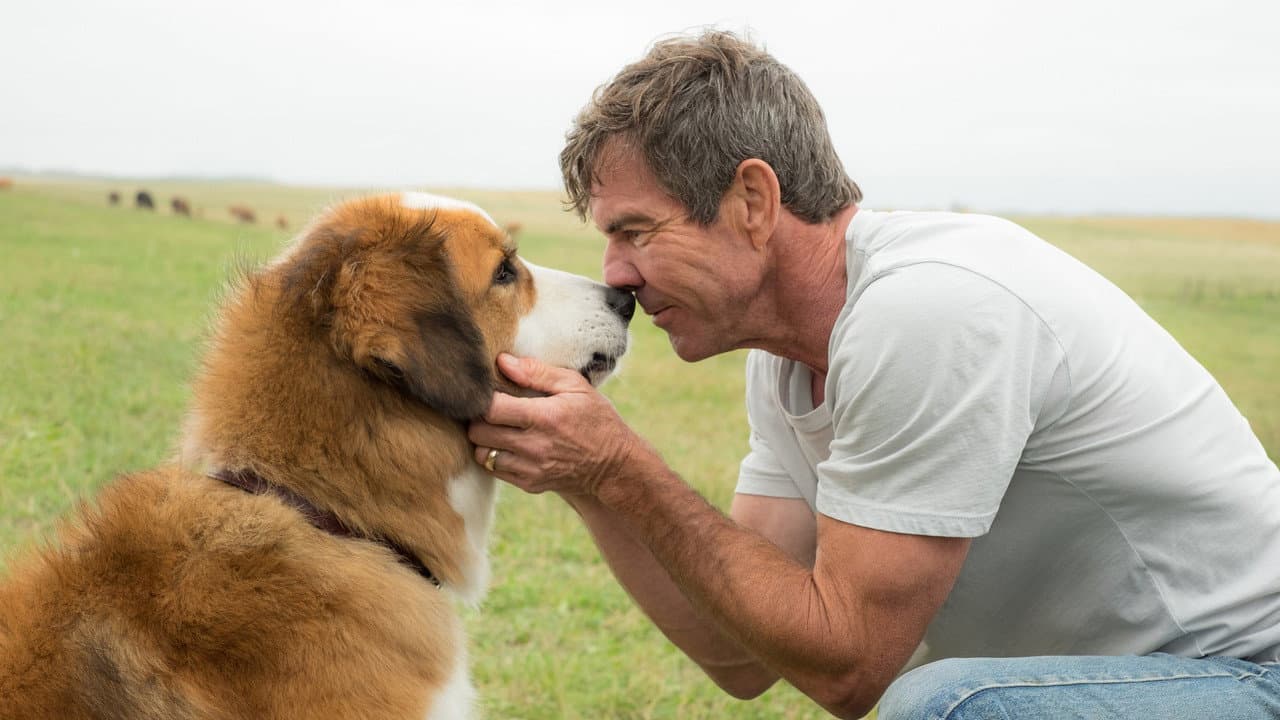 A Dog's Purpose — backdrops 6