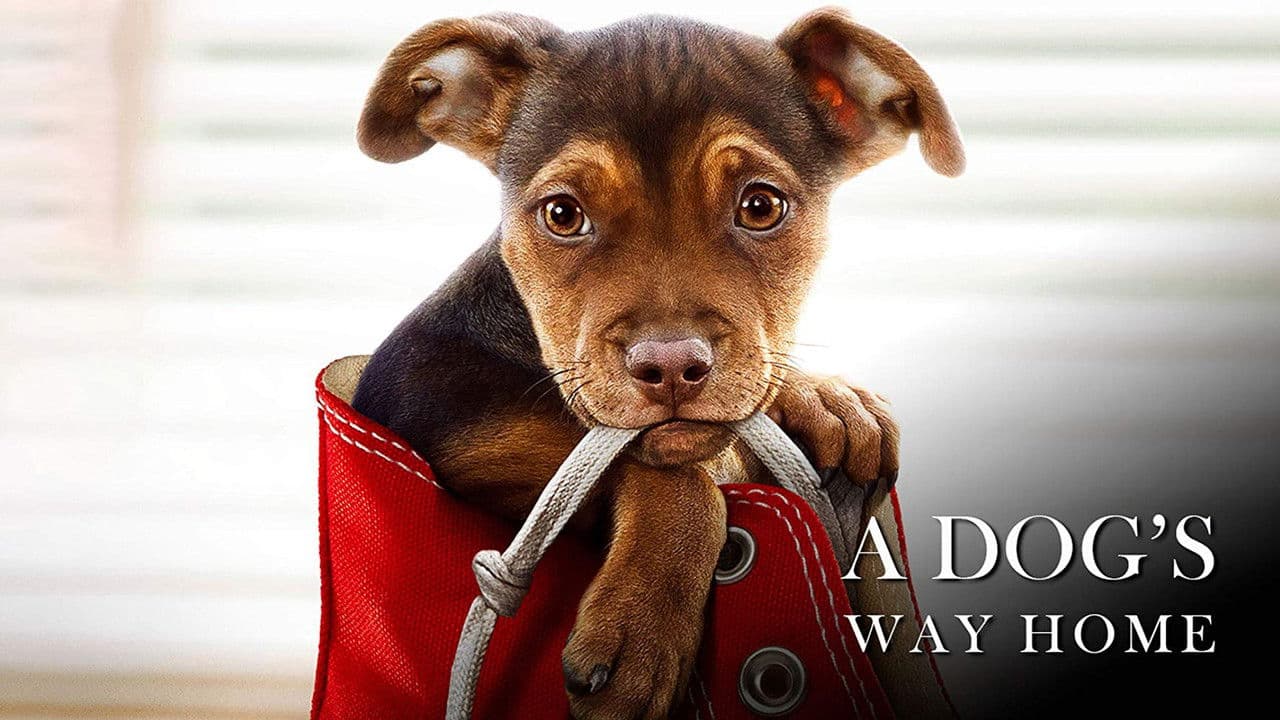 A Dog's Way Home — backdrops with title 1