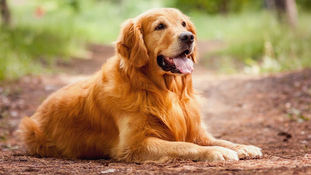A Dog's Purpose — backdrops 4