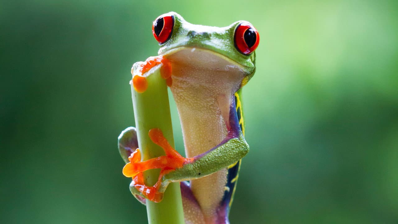 Planet Earth II — backdrops 8