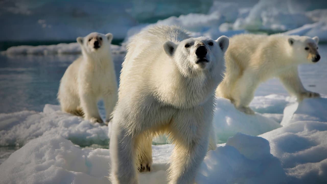 Frozen Planet — backdrops 4