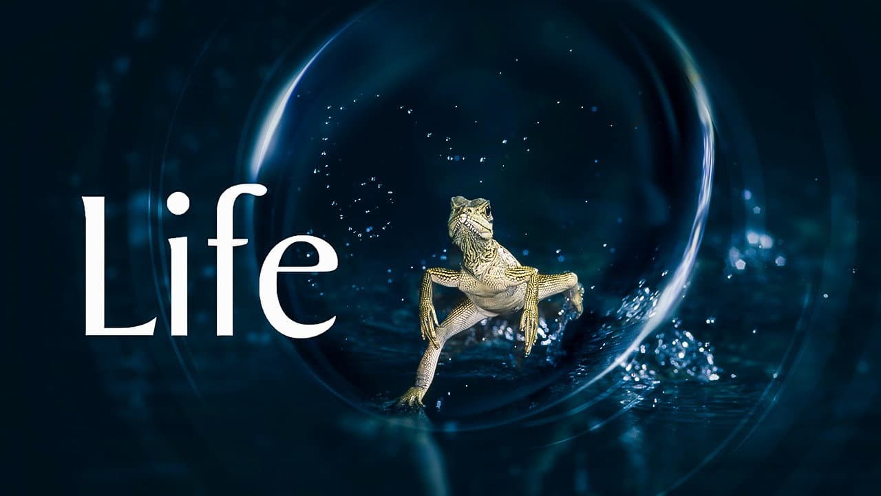 Life — backdrops with title 3