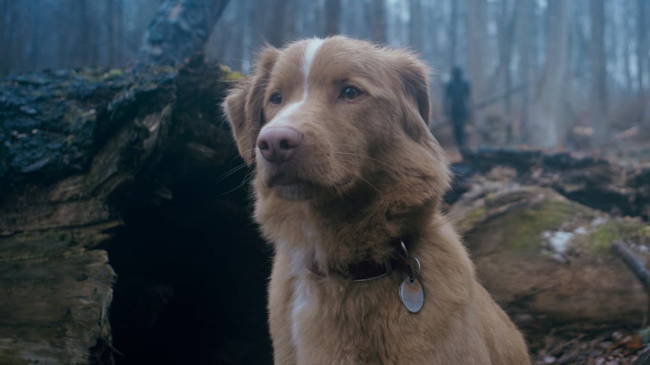 Good Boy — backdrops 2