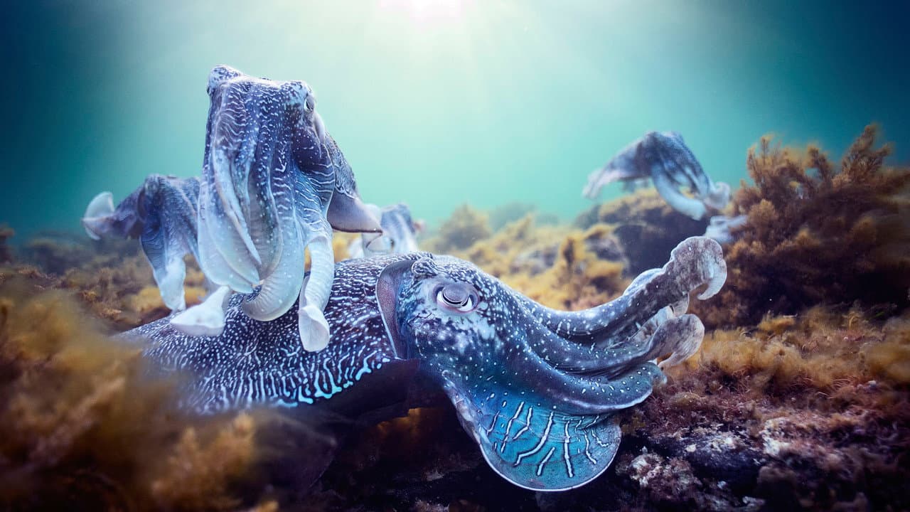 Blue Planet II — backdrops 5