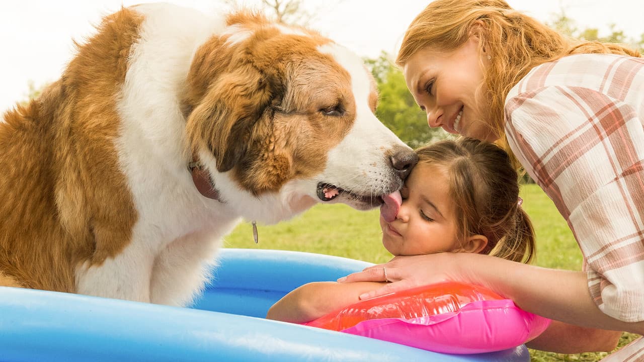 A Dog's Journey — backdrops 6