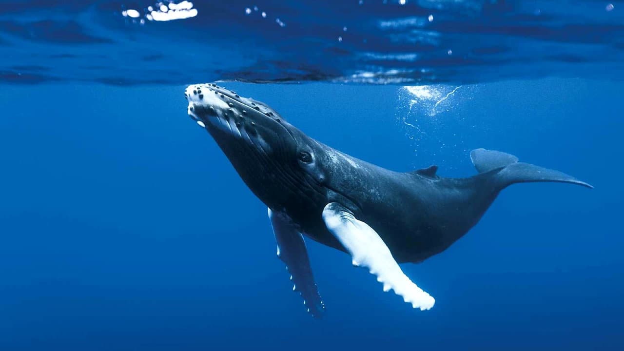 The Blue Planet — backdrops 7