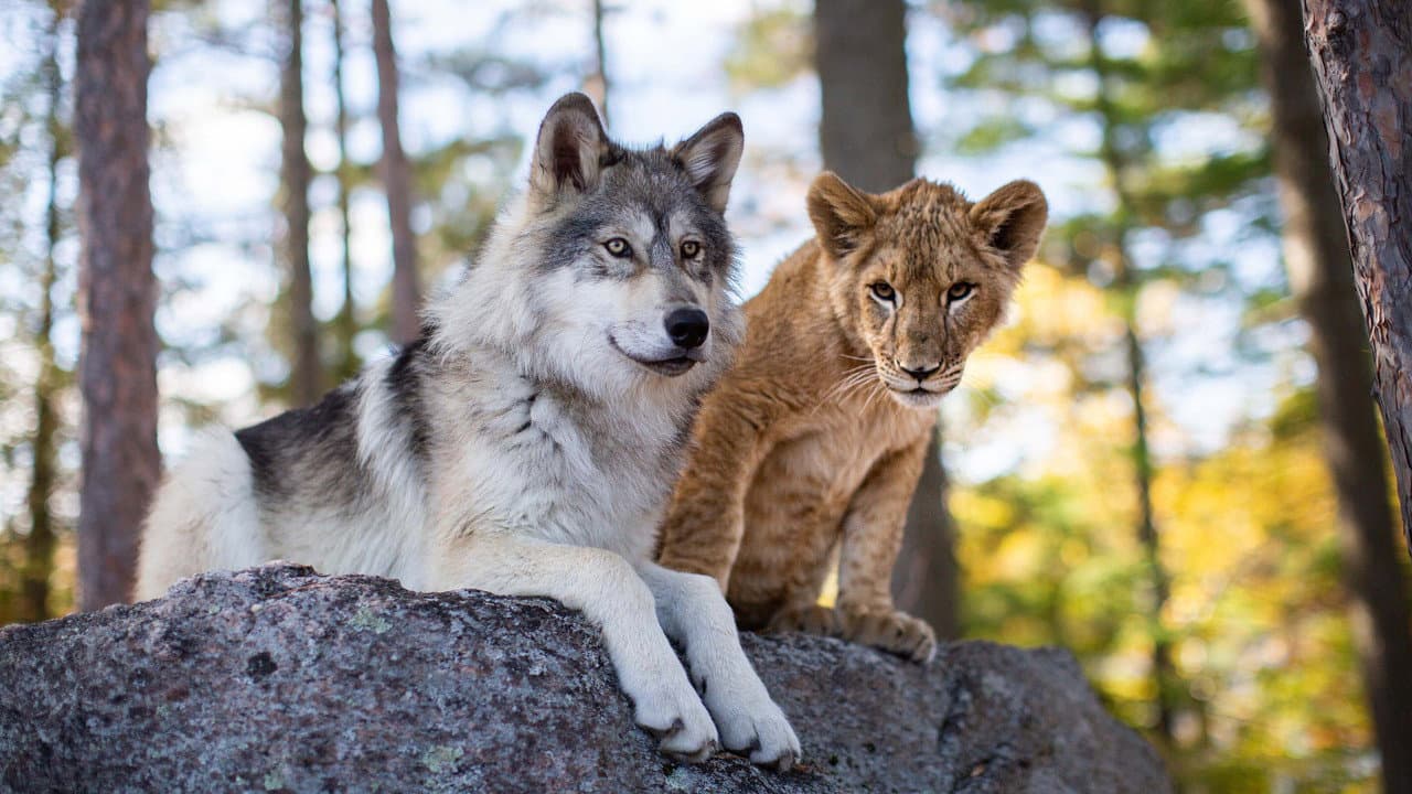 The Wolf and the Lion — backdrops 6