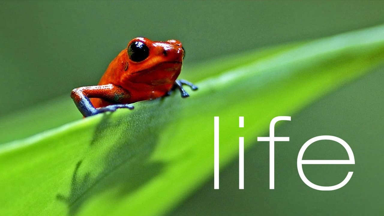 Life — backdrops with title 2