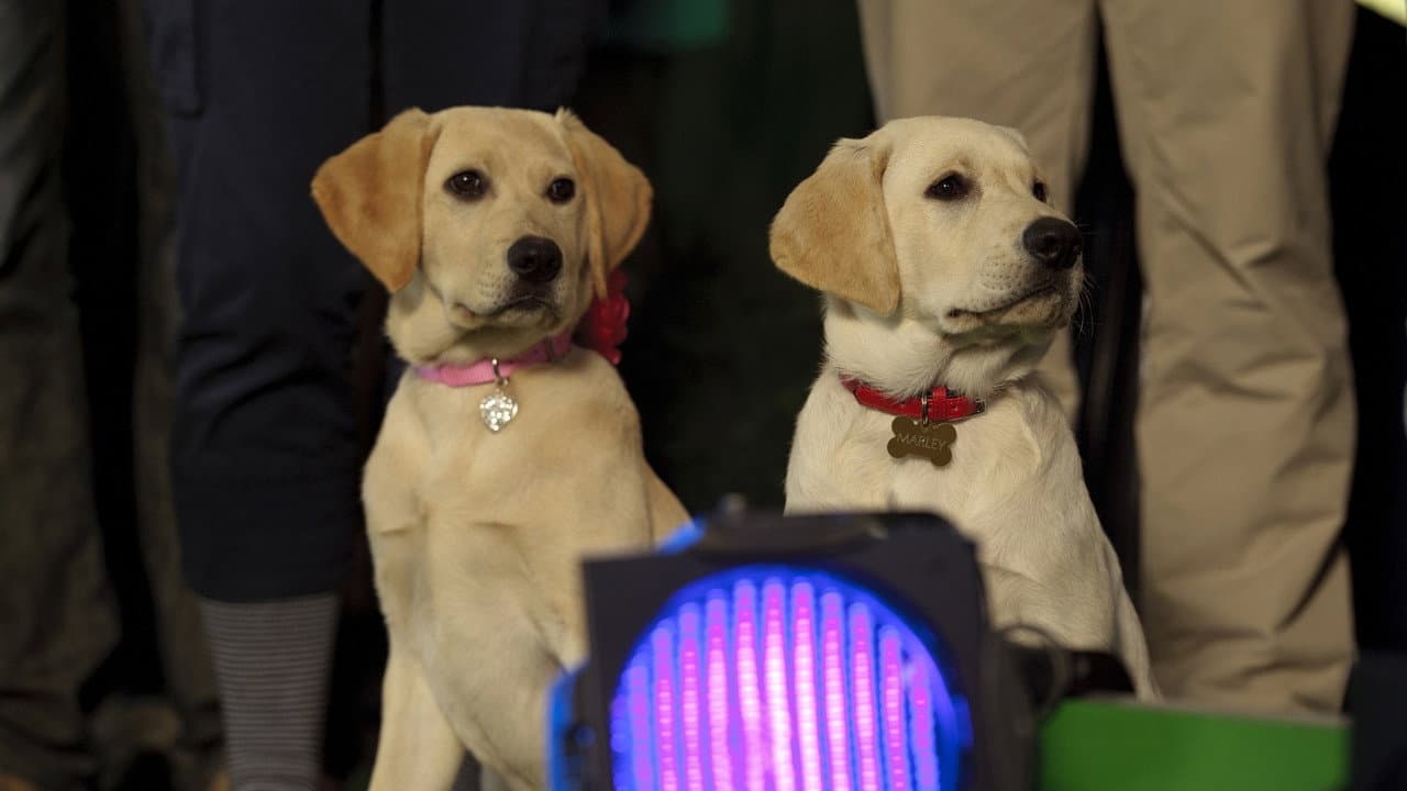 Marley & Me: The Puppy Years — backdrops 6