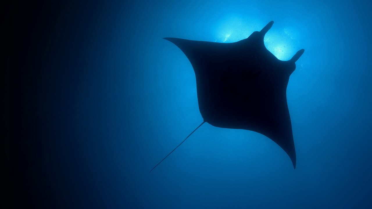 The Blue Planet — backdrops 6
