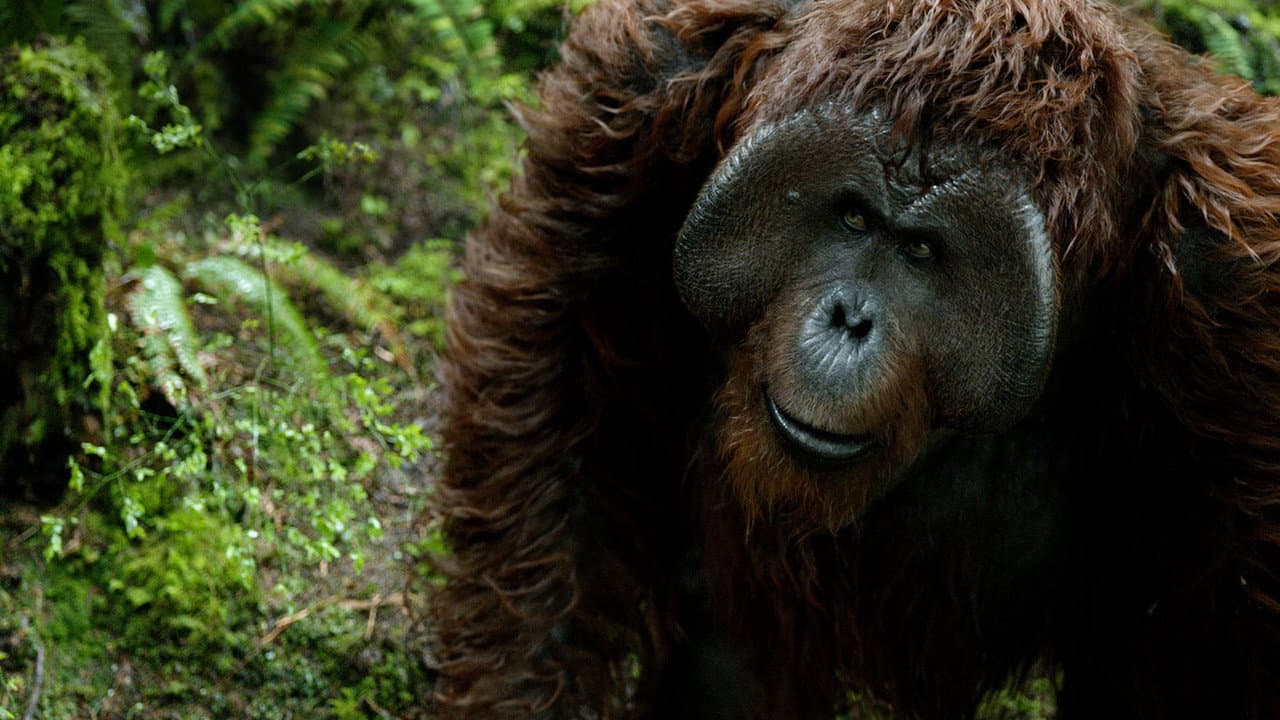 Dawn of the Planet of the Apes — backdrops 5