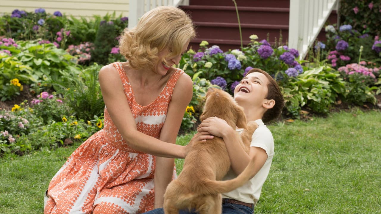 A Dog's Purpose — backdrops 7