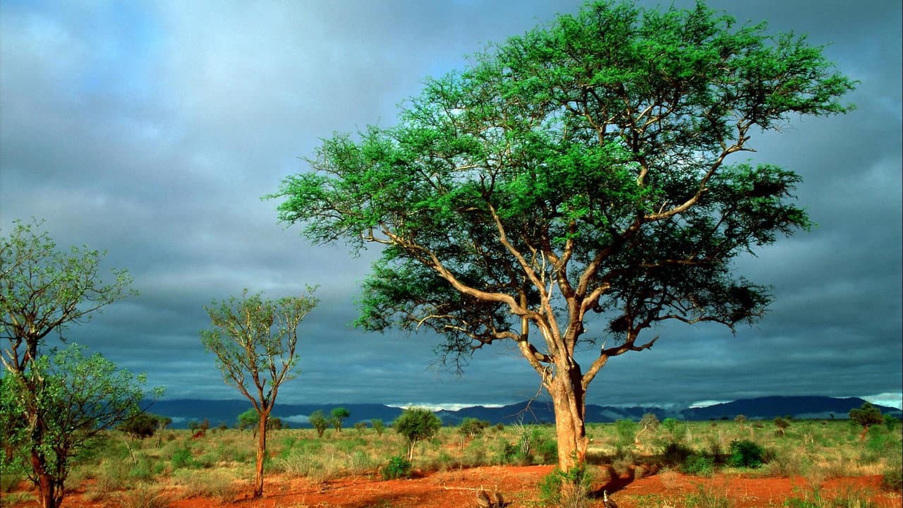 Nature — backdrops 2