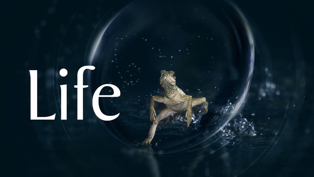 Life — backdrops with title 6