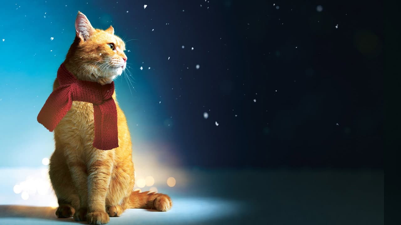 A Street Cat Named Bob — backdrops 4