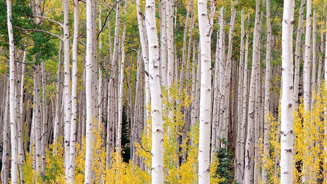 Nature — backdrops 8