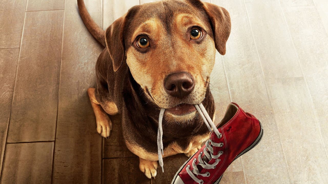 A Dog's Way Home — backdrops 3