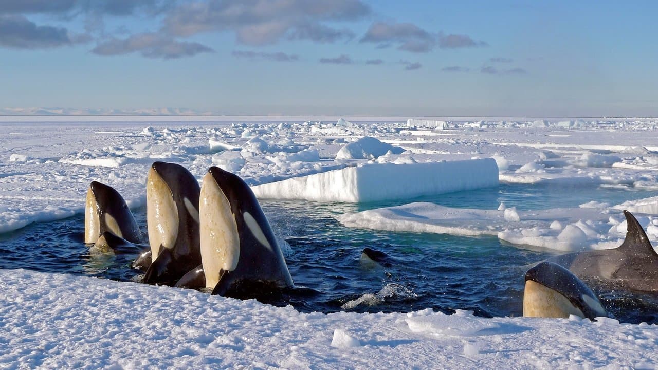 Frozen Planet — backdrops 5