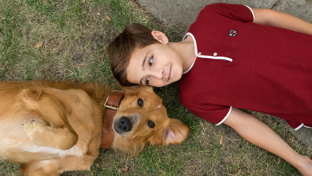 A Dog's Purpose — backdrops 3