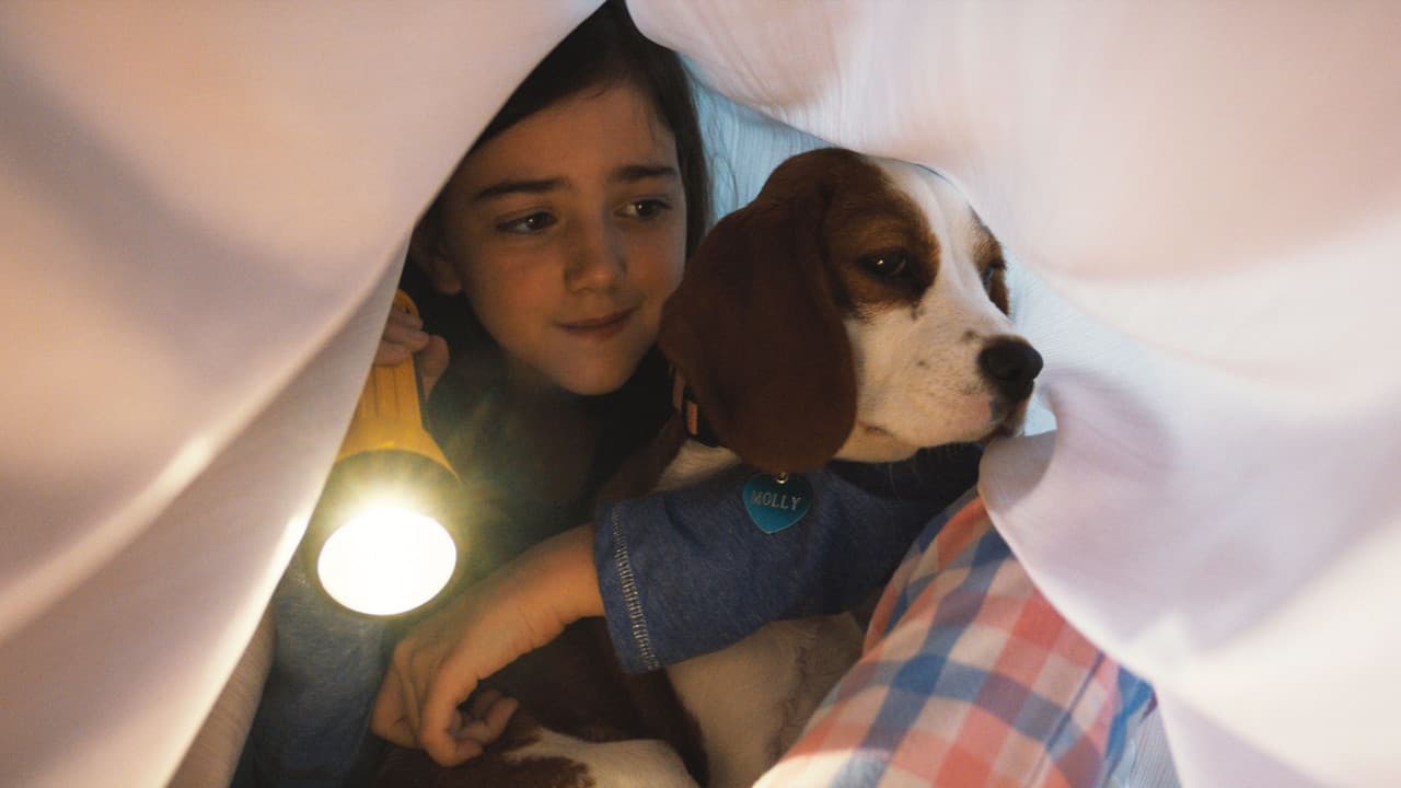 A Dog's Journey — backdrops 7