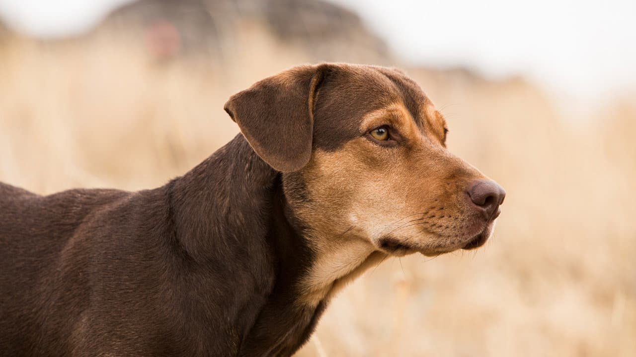 A Dog's Way Home — backdrops 6