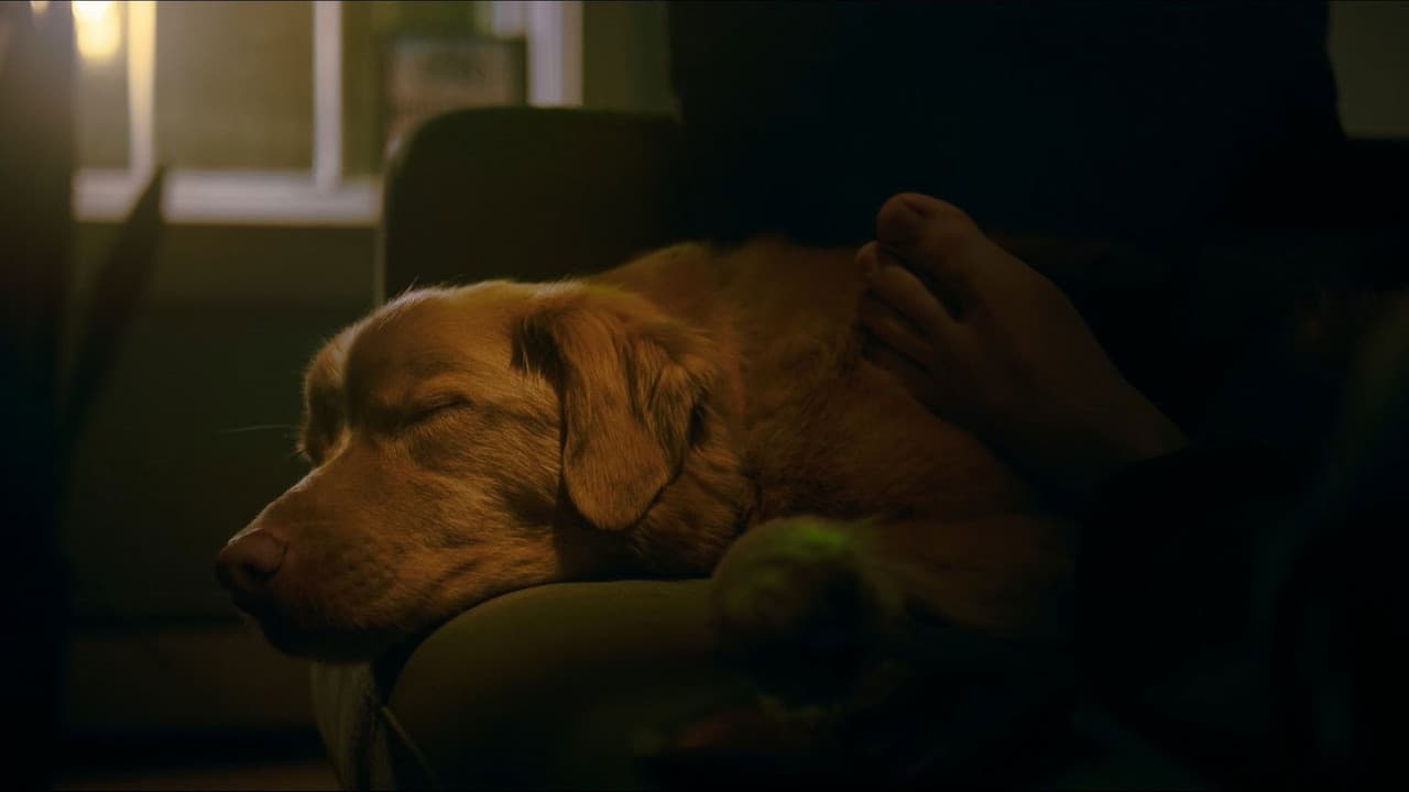 Good Boy — backdrops 4