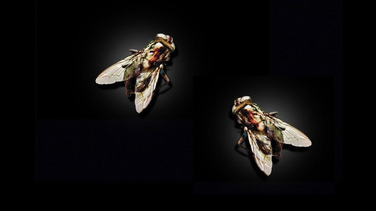 The Fly II — backdrops 8