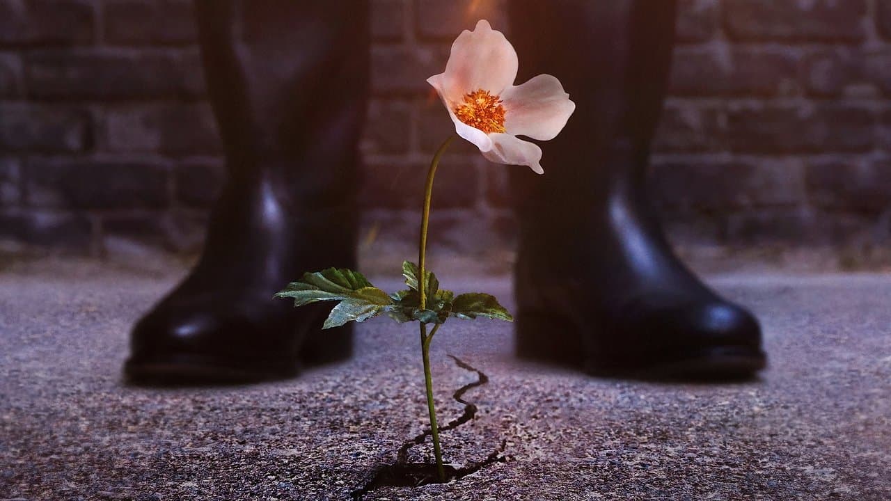 The Man in the High Castle — backdrops 1