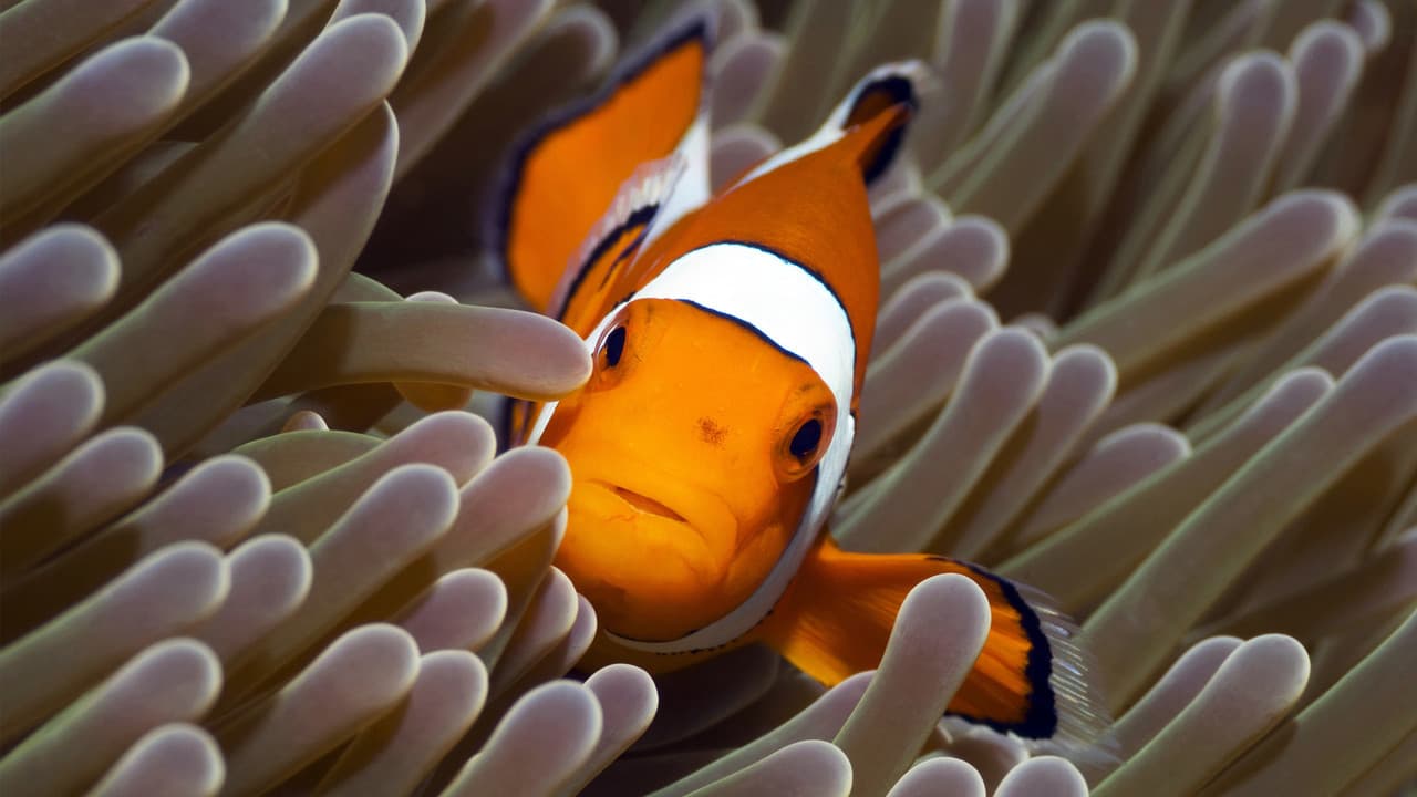 The Blue Planet — backdrops 1