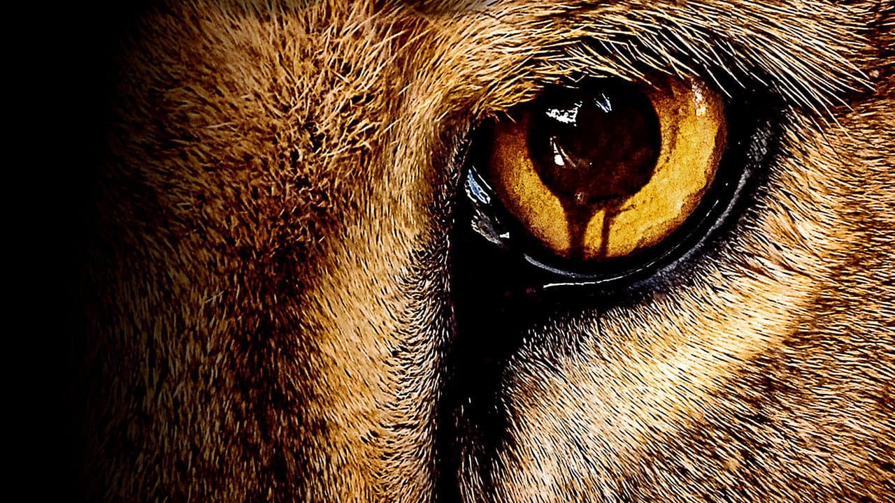 Zoo — backdrops 3