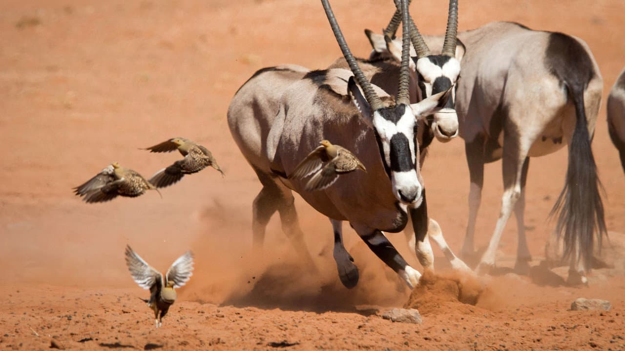 Planet Earth II — backdrops 7