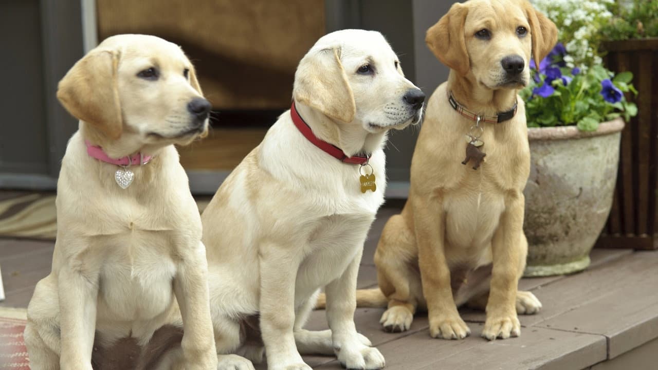 Marley & Me: The Puppy Years — backdrops 8