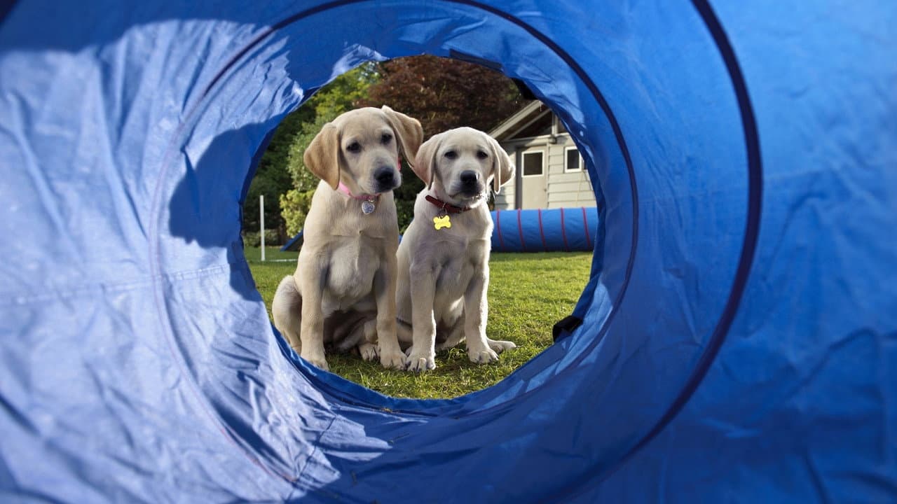 Marley & Me: The Puppy Years — backdrops 2