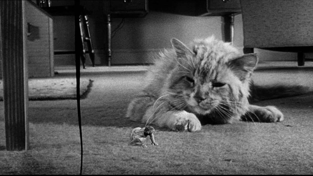 The Incredible Shrinking Man — backdrops 2