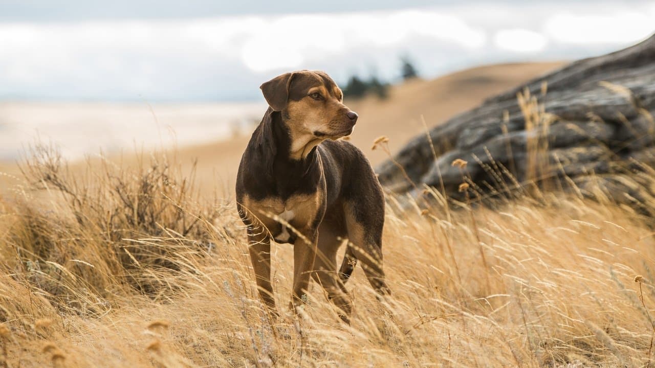 A Dog's Way Home — backdrops 1