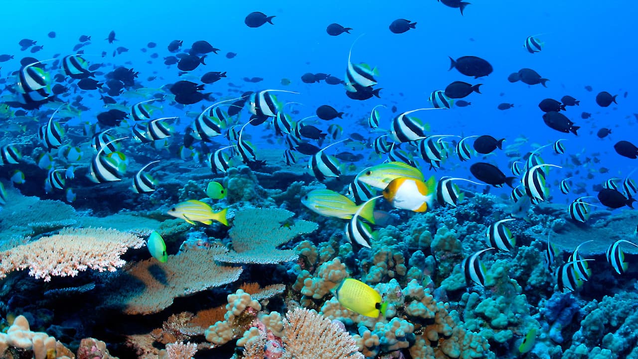 The Blue Planet — backdrops 4