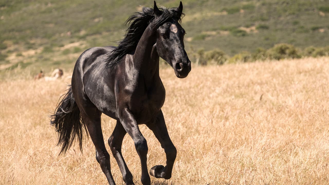 Black Beauty — backdrops 6