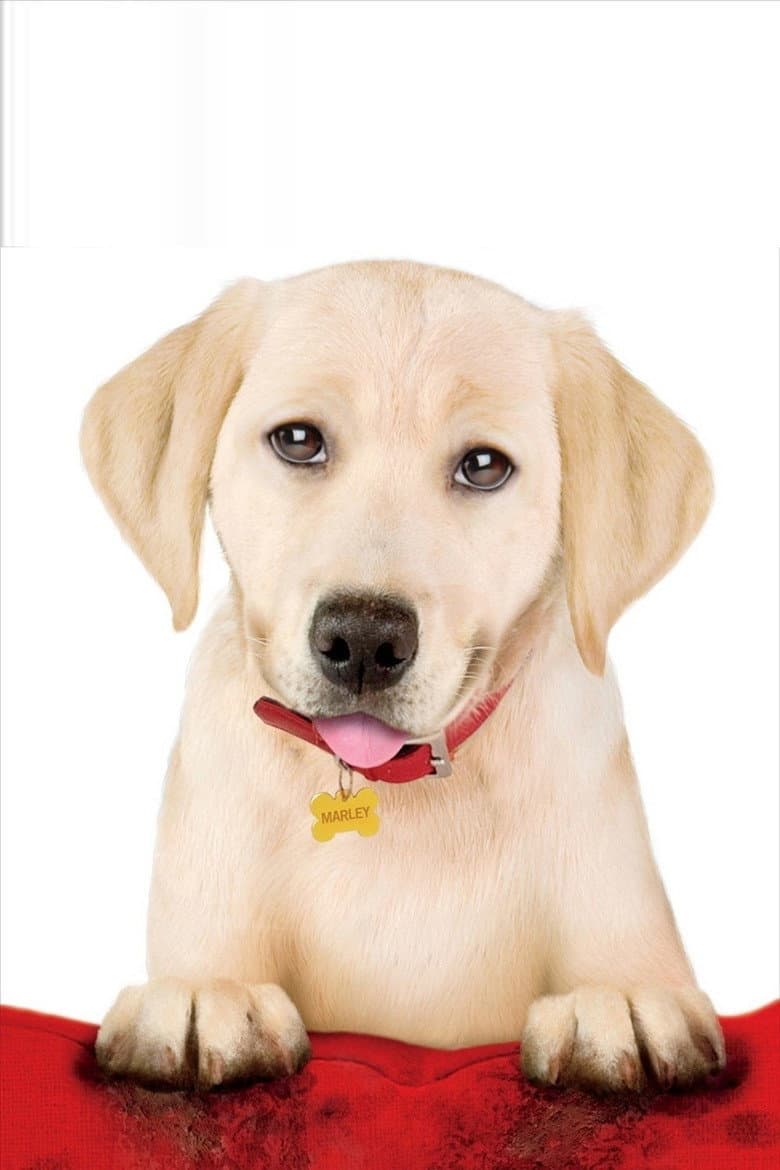 Marley & Me: The Puppy Years — posters 2