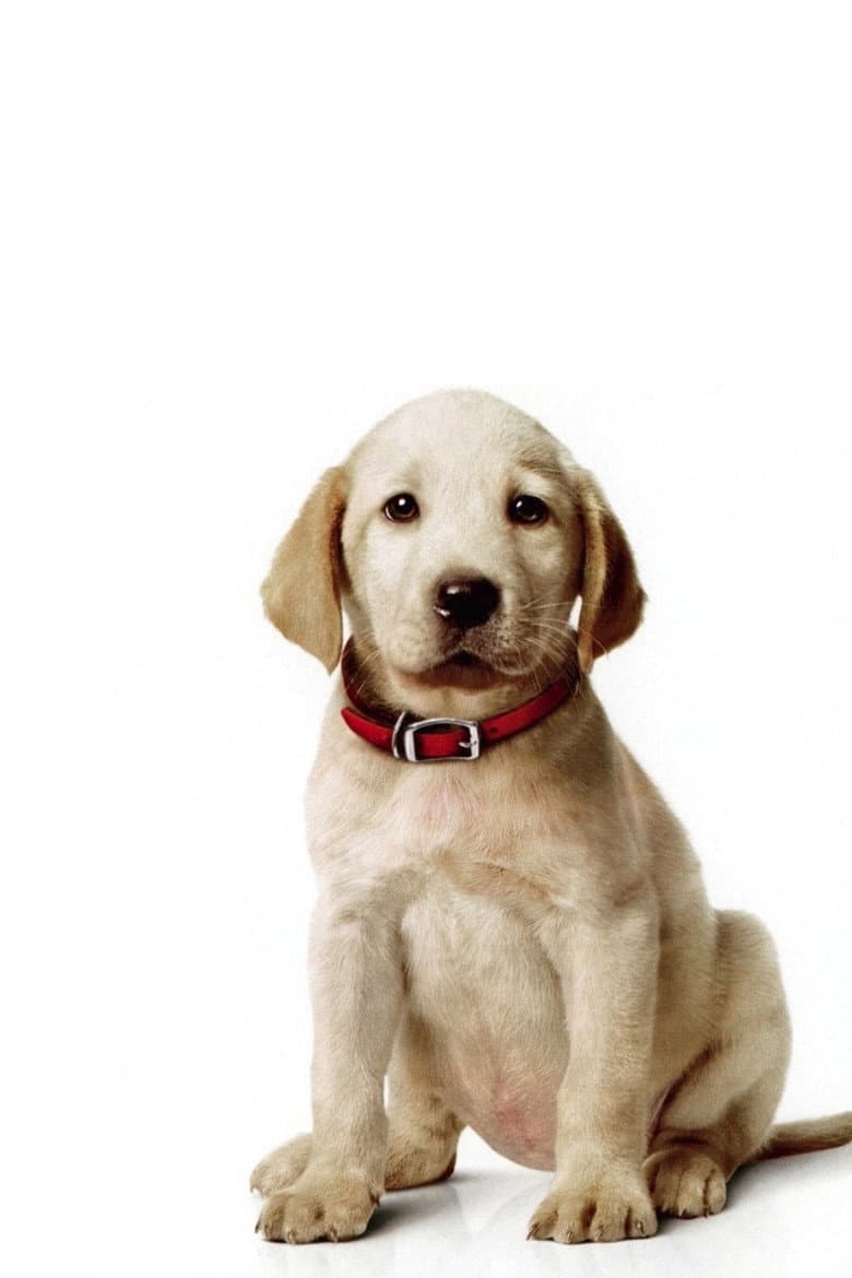Marley & Me: The Puppy Years — posters 3